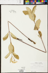 Asclepias variegata image