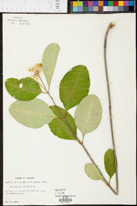 Asclepias variegata image