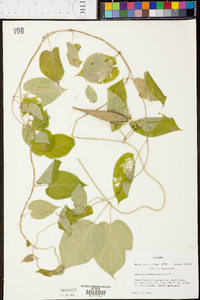 Matelea alabamensis image