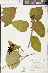 Matelea carolinensis image