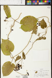 Matelea carolinensis image