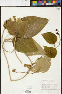 Matelea carolinensis image