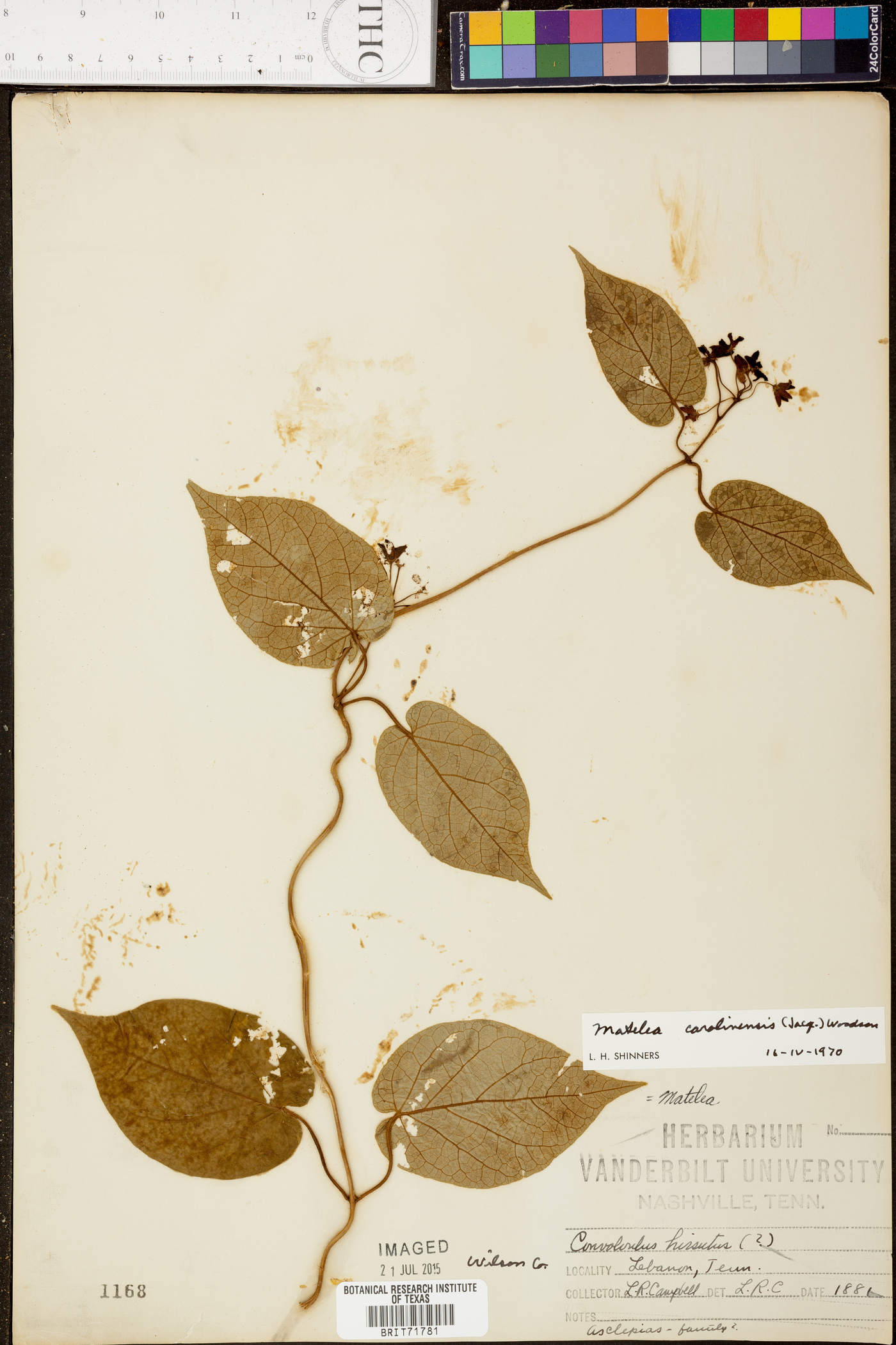 Matelea carolinensis image