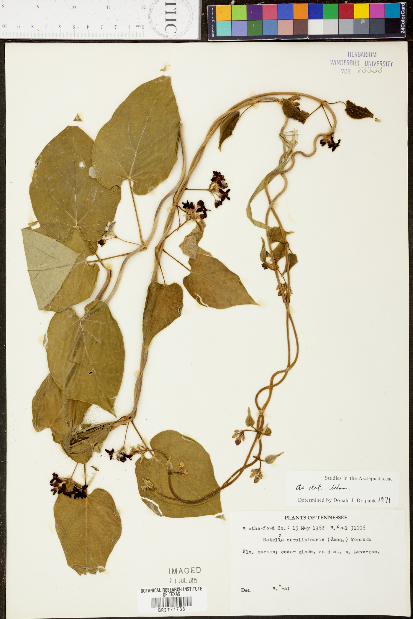 Matelea carolinensis image