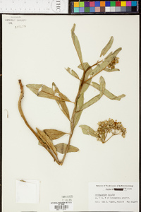 Asclepias viridis image