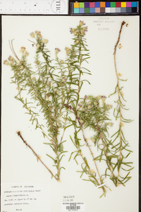 Ionactis linariifolia image