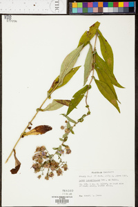 Symphyotrichum phlogifolium image