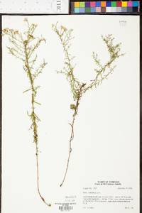 Symphyotrichum racemosum image