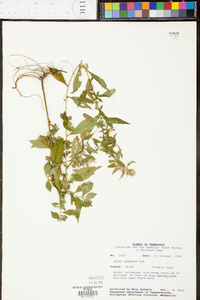 Symphyotrichum racemosum image