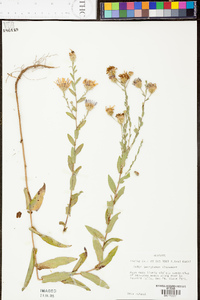 Symphyotrichum georgianum image