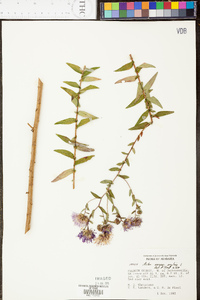 Symphyotrichum novae-angliae image