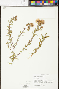 Symphyotrichum novae-angliae image