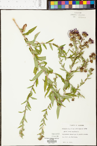 Symphyotrichum novae-angliae image