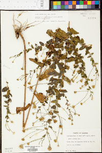 Symphyotrichum patens var. patens image