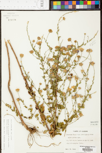 Symphyotrichum patens image