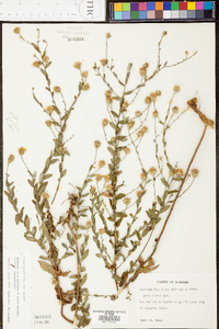 Symphyotrichum patens image