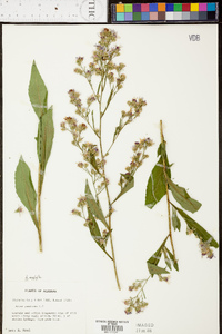 Symphyotrichum urophyllum image