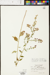 Symphyotrichum undulatum image