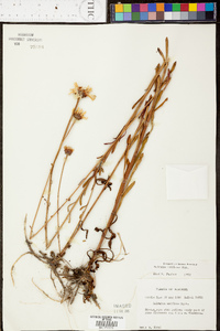 Balduina uniflora image