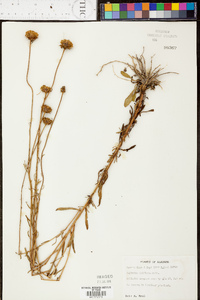 Balduina uniflora image