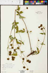 Bidens aristosa image