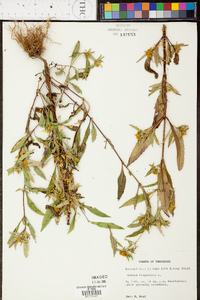 Bidens tripartita image