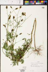 Bidens bipinnata image