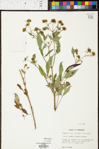 Bidens vulgata image