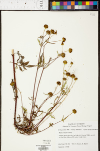 Bidens vulgata image