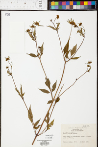 Bidens vulgata image