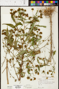 Bidens tripartita image