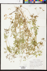 Chaerophyllum procumbens image