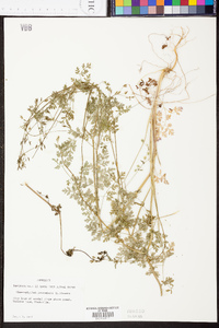 Chaerophyllum procumbens image