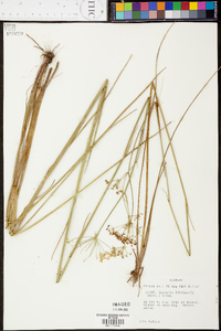 Oxypolis filiformis image