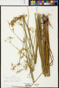 Oxypolis filiformis image