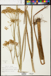 Oxypolis filiformis image