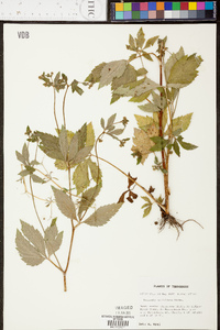 Sanicula trifoliata image