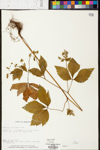 Sanicula trifoliata image