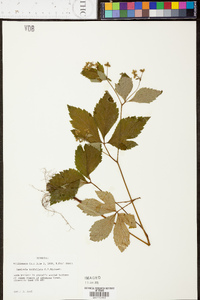 Sanicula trifoliata image