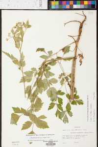 Thaspium barbinode image