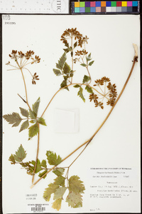 Thaspium barbinode image