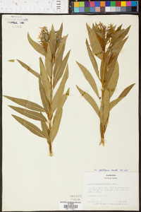 Amsonia tabernaemontana image