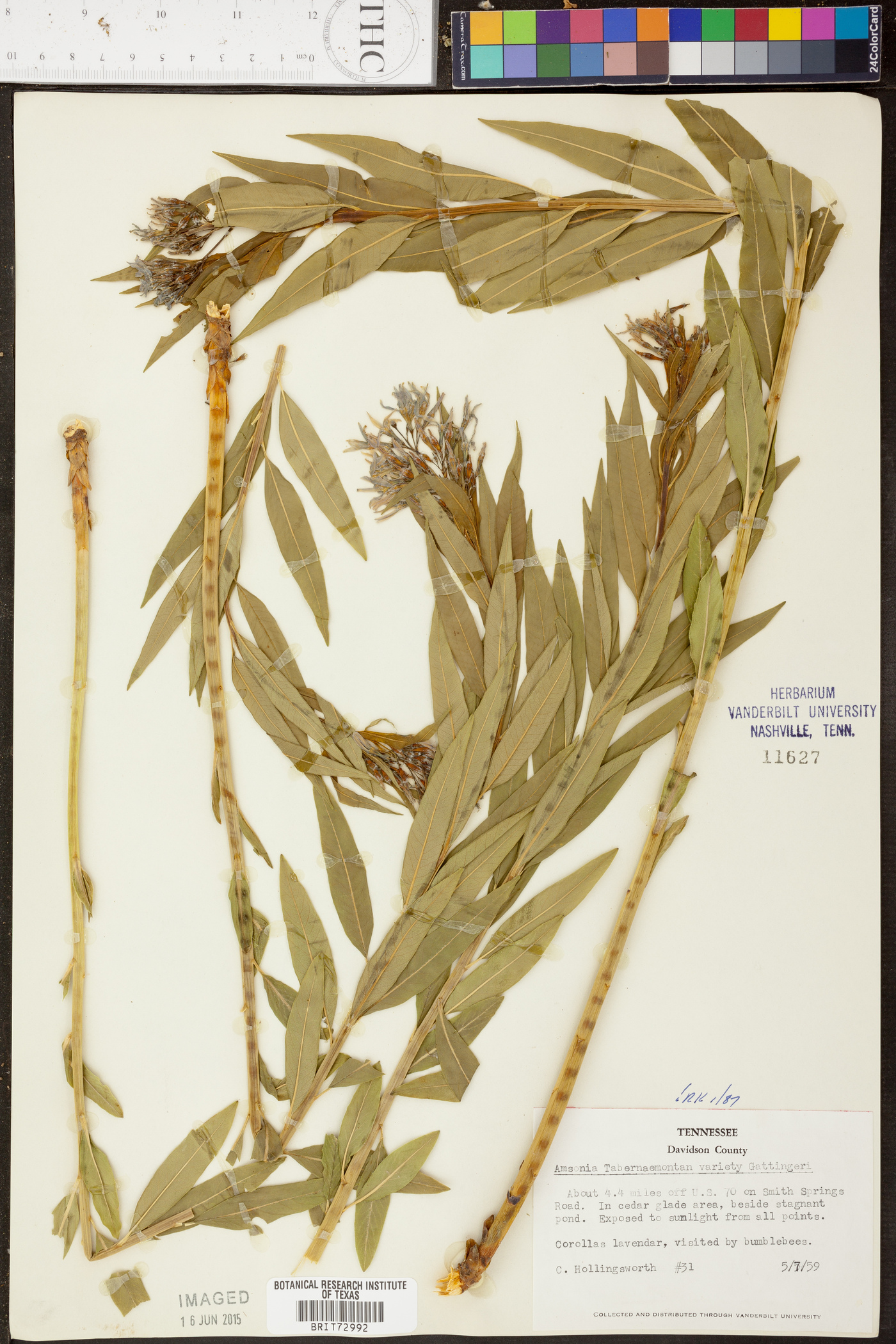 Amsonia tabernaemontana var. gattingeri image