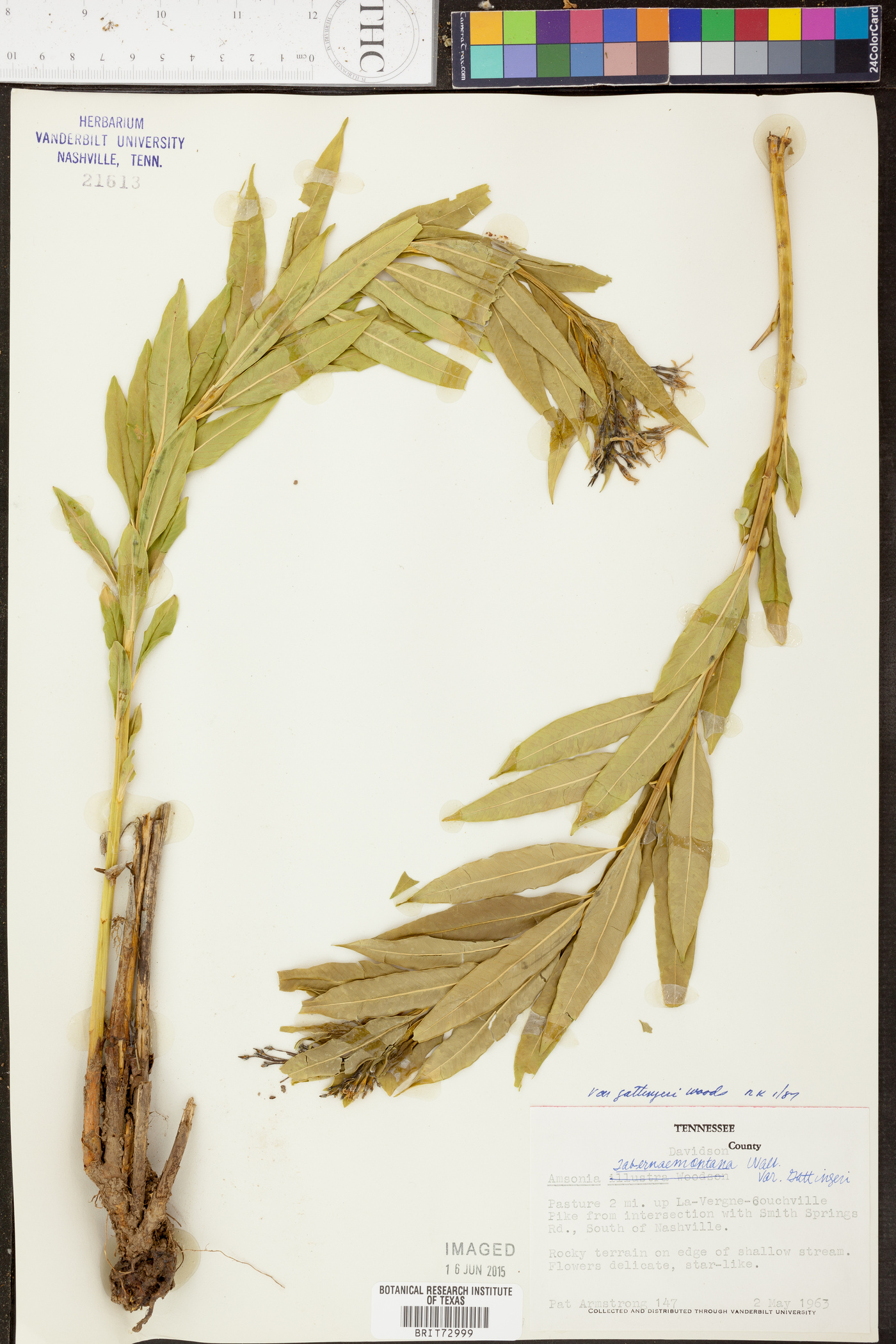 Amsonia tabernaemontana var. gattingeri image
