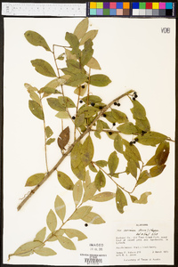 Ilex coriacea image