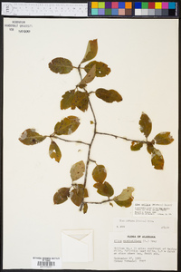 Ilex ambigua image