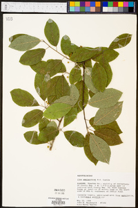 Ilex amelanchier image