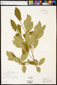 Ilex amelanchier image