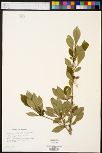 Ilex longipes image