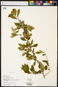 Ilex longipes image